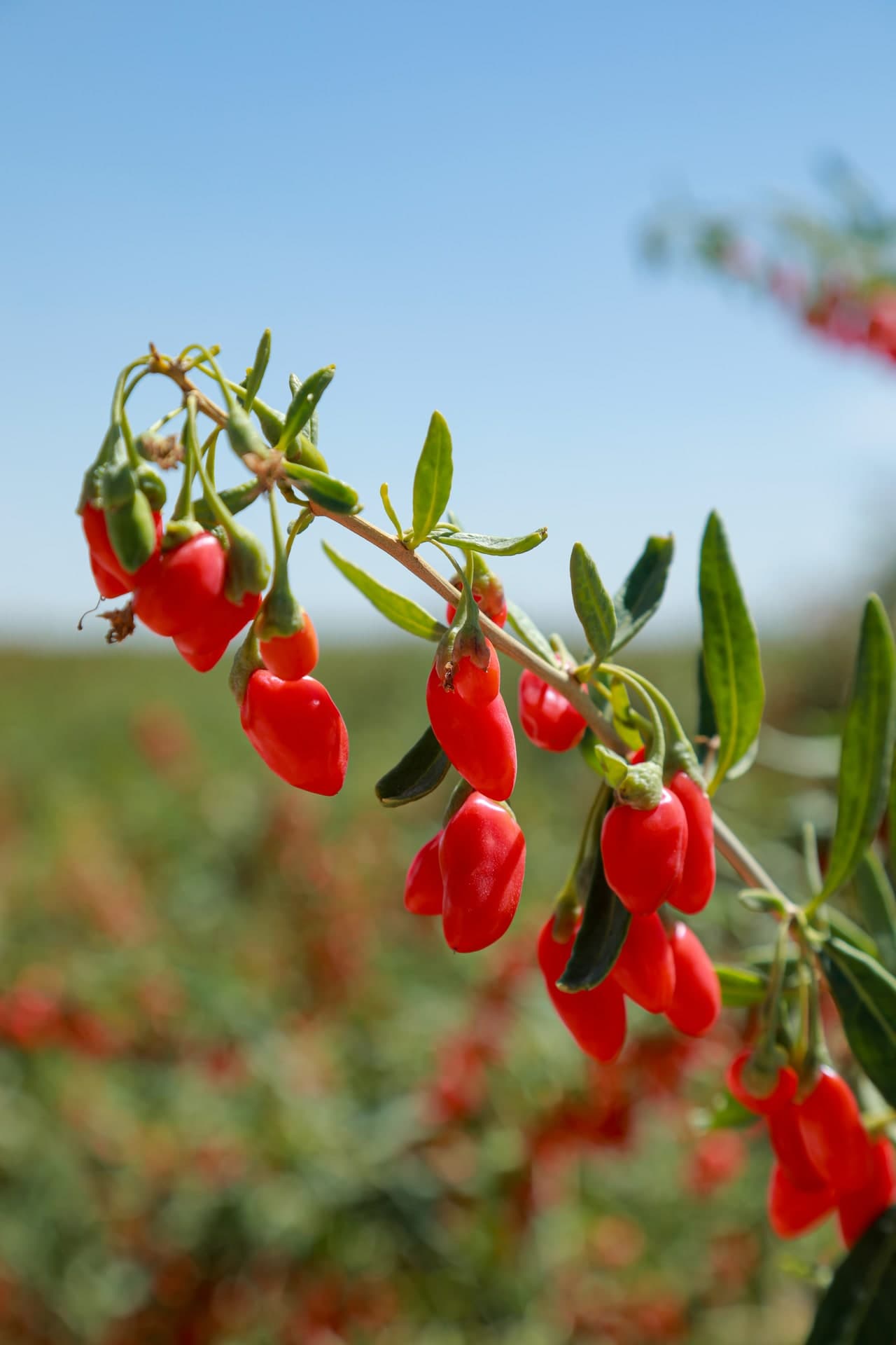 Goji berries on a branch, supplied by Hengyuancui
