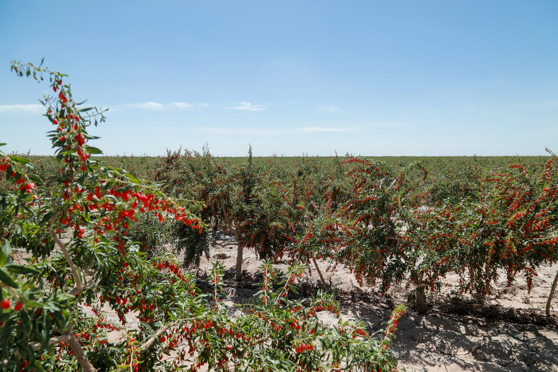 Goji field in Haixi, Qinghai, photographed and supplied by Hengyuancui