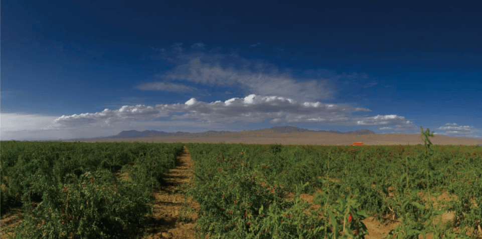 Goji growing base shown by Hengyuancui