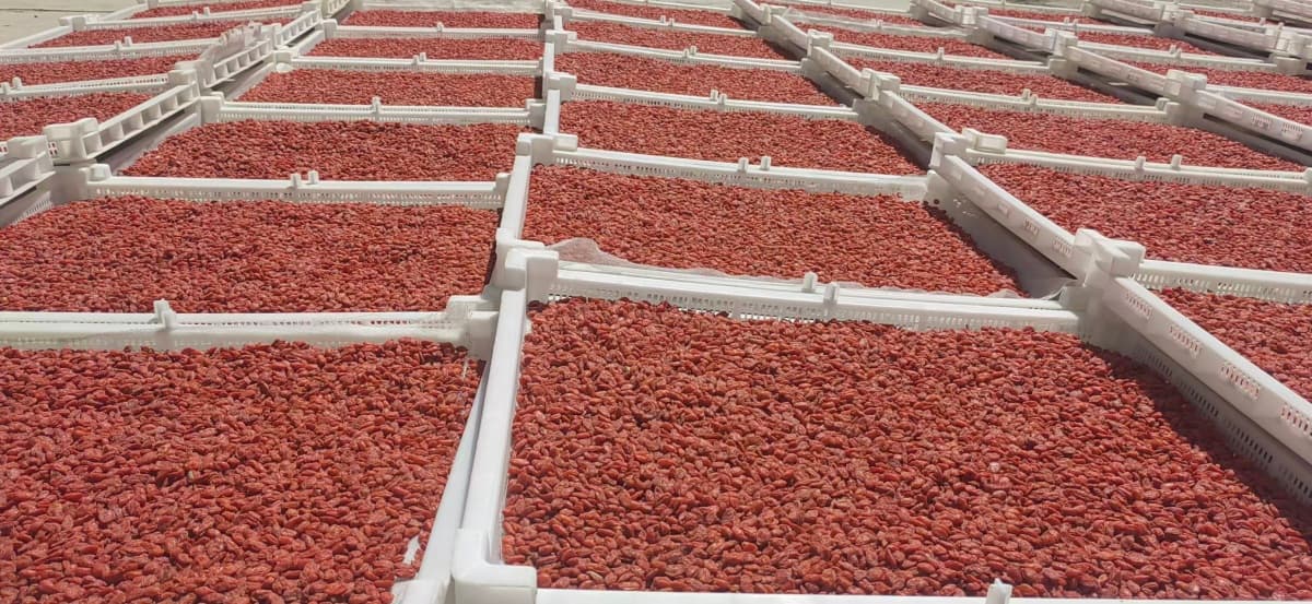 Red goji berries arranged on trays