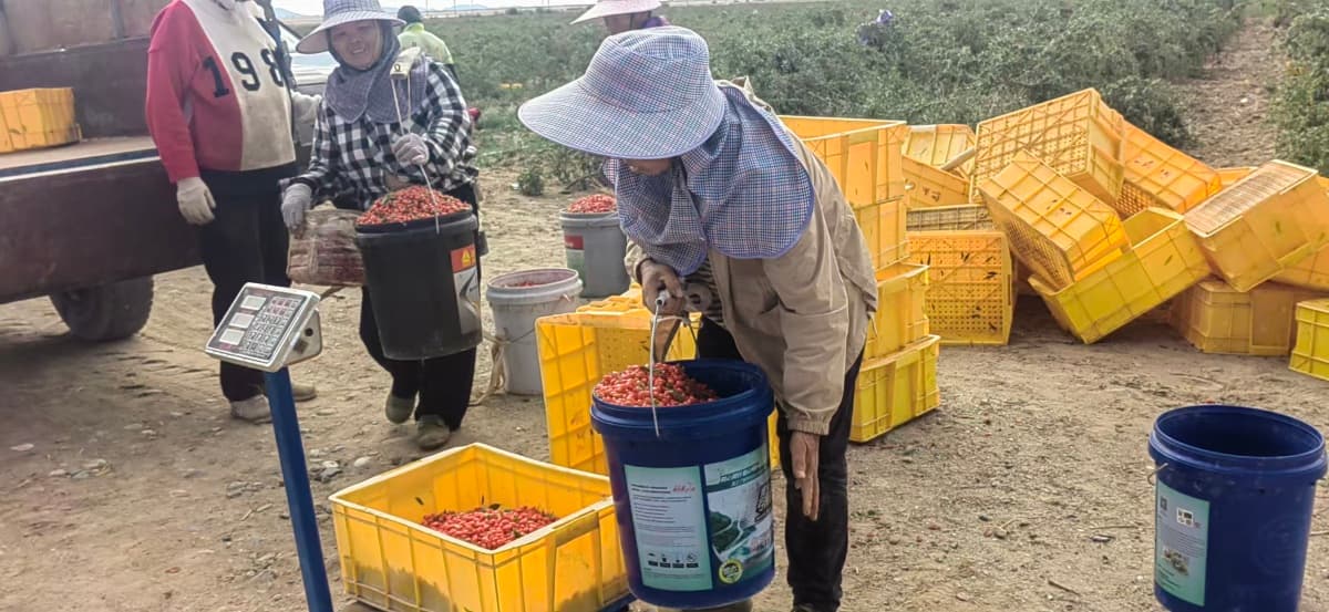 Goji harvest at the Hengyuancui growing base