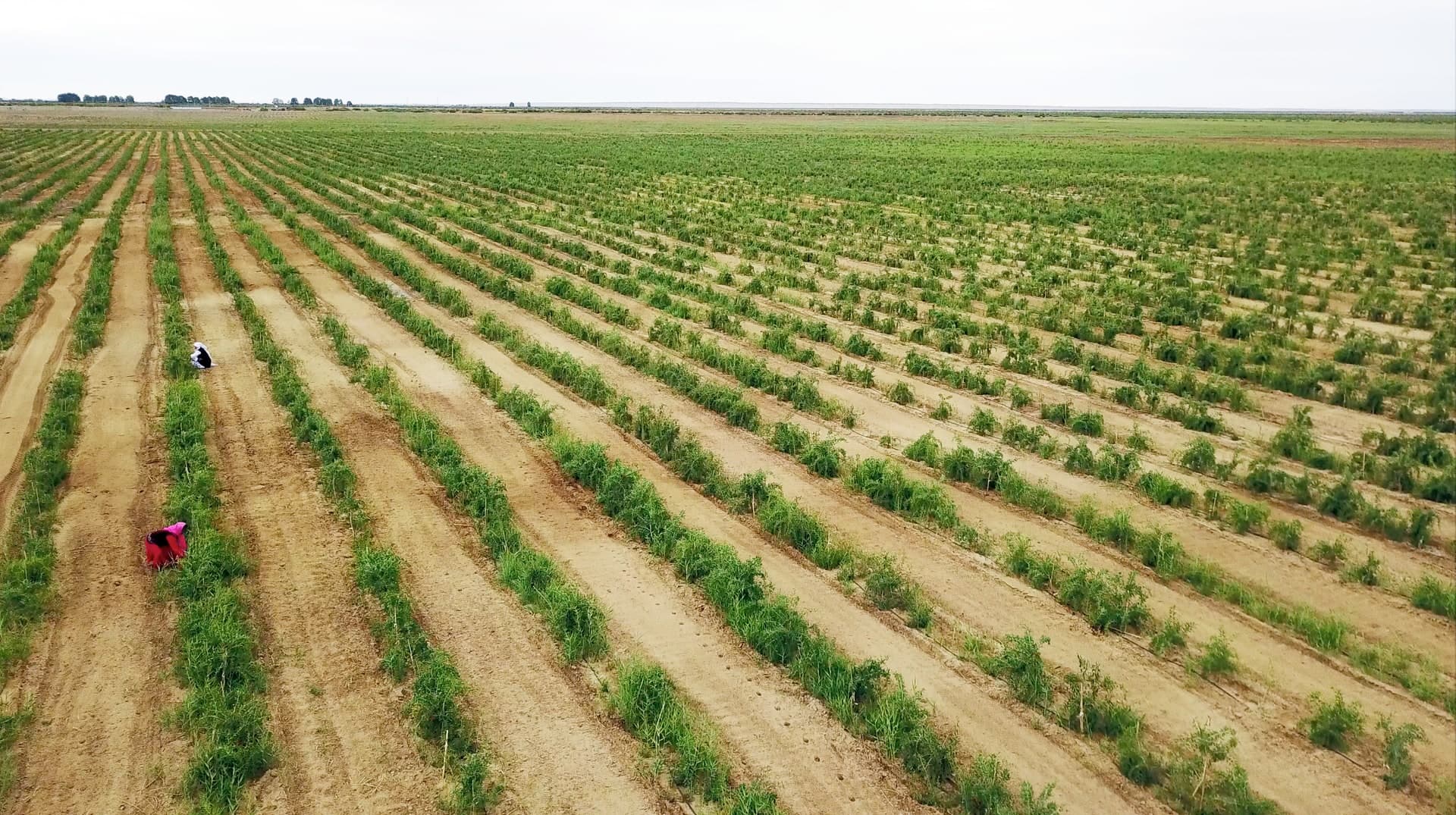 Haixi goji field photograph supplied by Hengyuancui