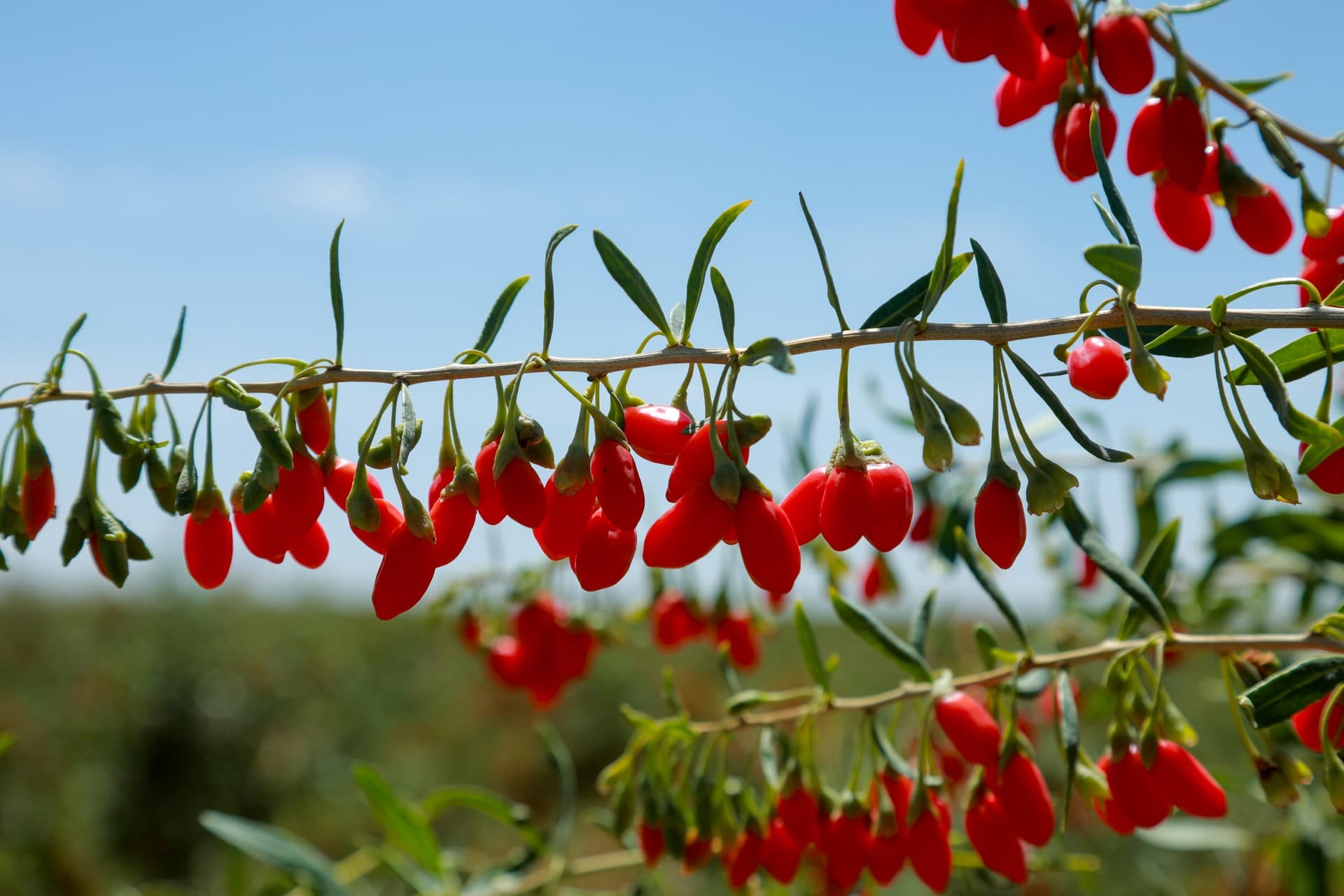 Red goji berries