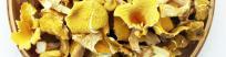 Dried Organic Elm Yellow Mushroom