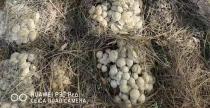 Organic Beifeng Mushroom