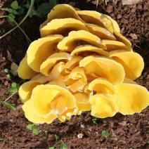 Organic Elm Yellow Mushroom