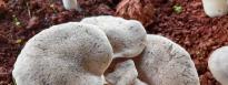 Organic Grey Tiger Paw Mushroom