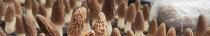 Organic Morel Mushroom
