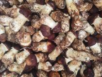 Organic Red Pine Mushroom